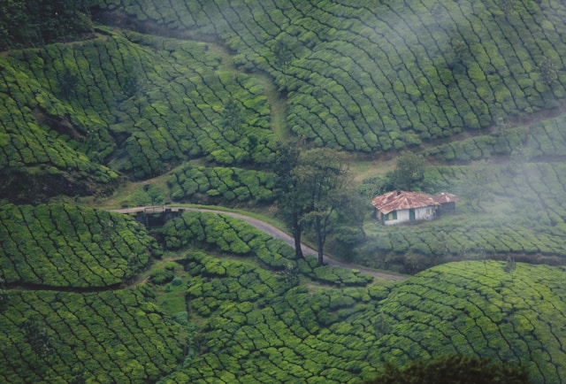 Munnar 2